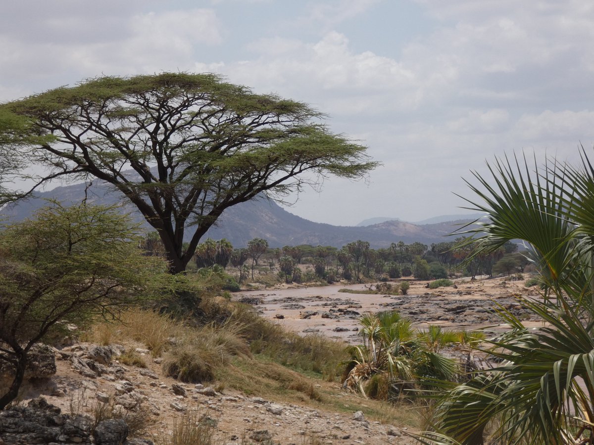PhotosForTrees's tweet photo. Photos of forests and trees of Kenya to help celebrate the #WFCKorea 

#ForestsMatter #AfricanForests #TreesofKenya https://t.co/r4VdxX1aIh