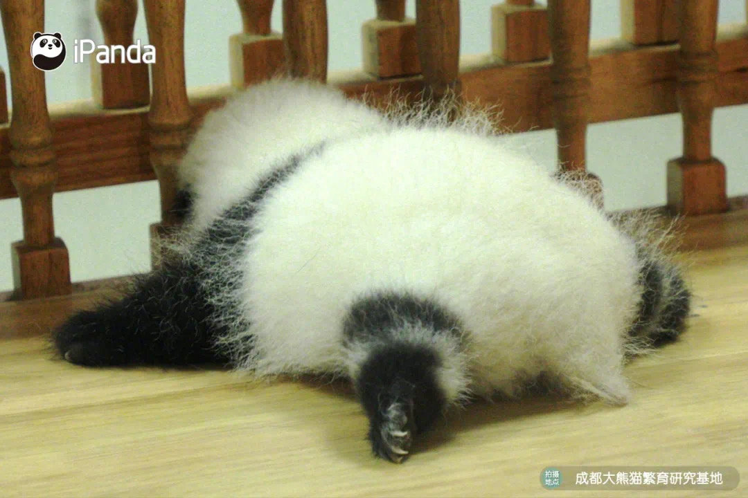 A delicious "panda cake" is out of the "oven"! Would you like to try this “cake” ? (He Hua)
喂？怎麽還沒有人來親親我呀？熊家都等到“長毛”了。（和花）

#PandaPic