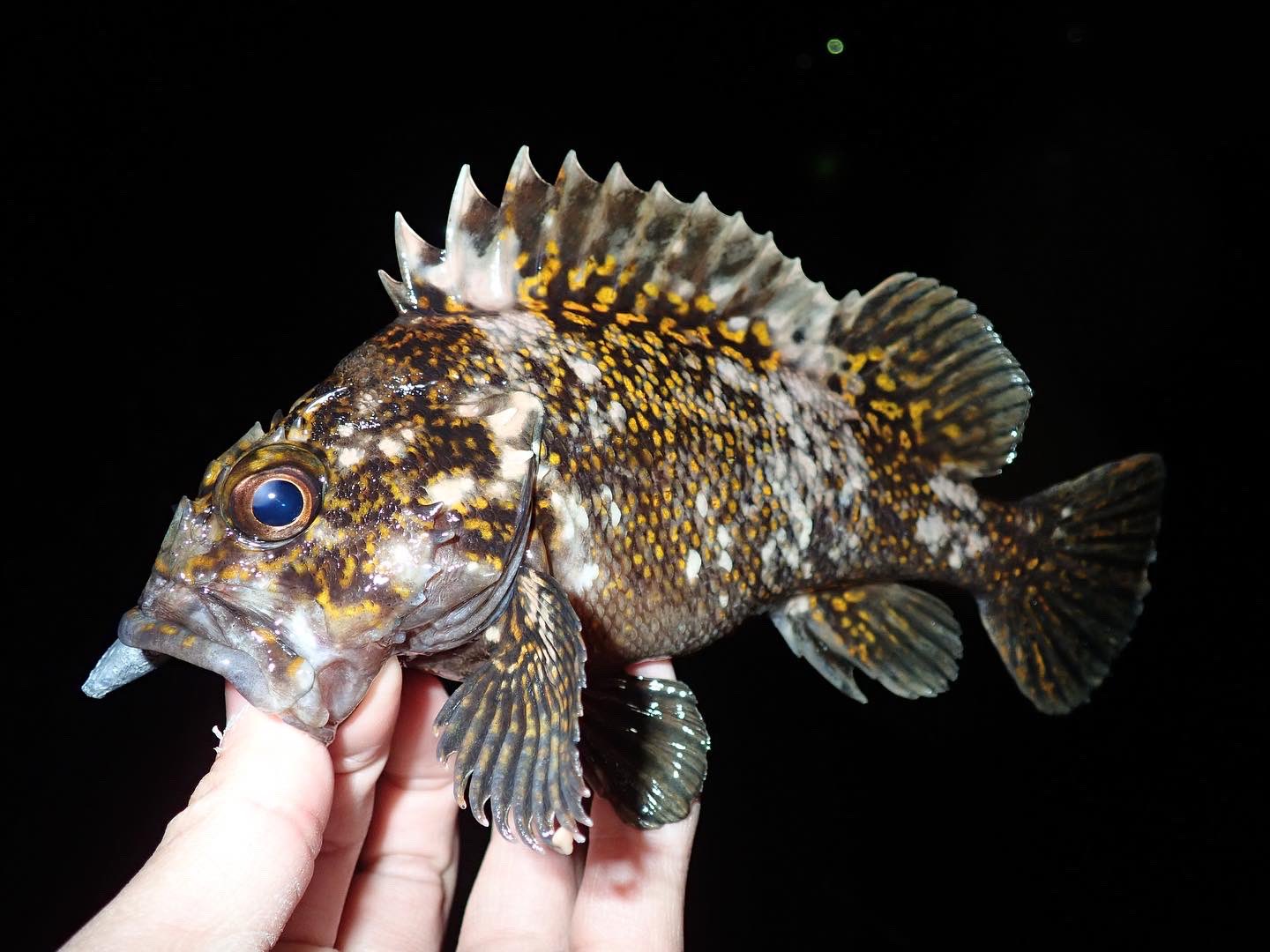 木村 匠 Auf Twitter 見た目もカッコいい名前もカッコいい そんな魚の名前は オウゴンムラソイ T Co Jjeraynuxb Twitter