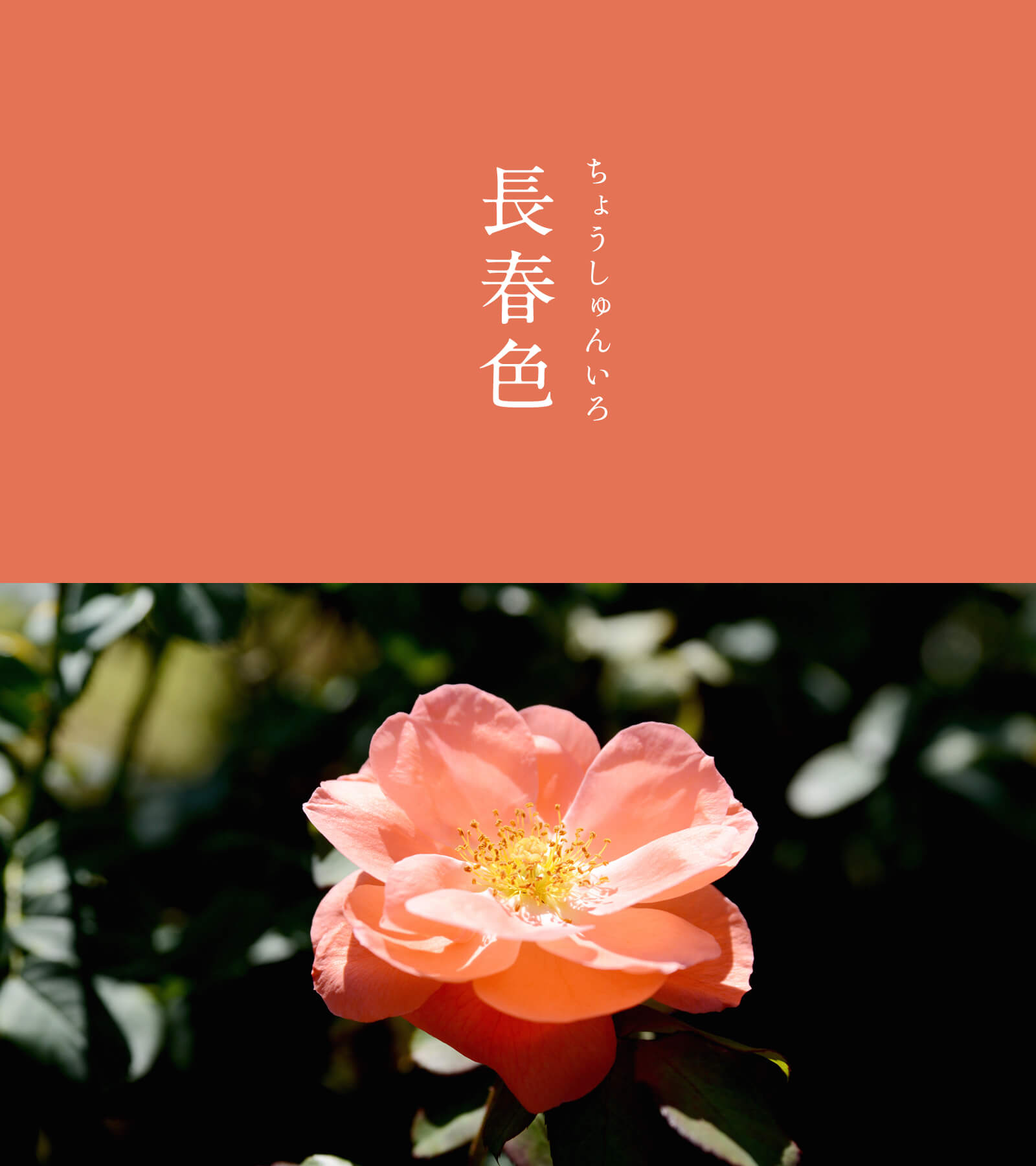 暦生活 こよみせいかつ 10周年 長春色 ちょうしゅんいろ にっぽんのいろ 色名は 四季咲きのバラ 長春花 に由来します 色名として流行し始めたのは明治時代以降 大正時代には 主に女性向けの色として薄紅色の落ち着いた色合いが好まれるよう
