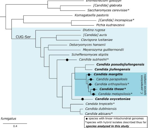gabaldonlab's tweet photo. #paper In this work we sequenced five recently described CUG species close to the Candida parapsilosis species complex, an uncovered another hybrid species with pathogenic potential Candida theae
https://t.co/U1gy5HdSeL
with
@VeronicaMixao @toni_gabaldon https://t.co/mKHFxWNZRc
