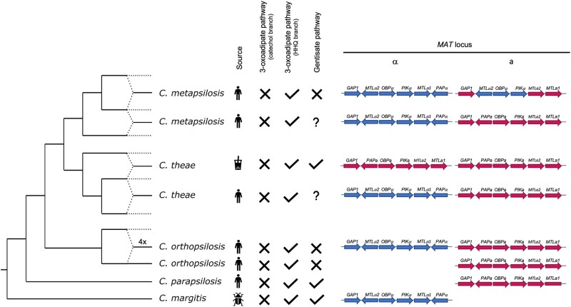 gabaldonlab's tweet photo. #paper In this work we sequenced five recently described CUG species close to the Candida parapsilosis species complex, an uncovered another hybrid species with pathogenic potential Candida theae
https://t.co/U1gy5HdSeL
with
@VeronicaMixao @toni_gabaldon https://t.co/mKHFxWNZRc