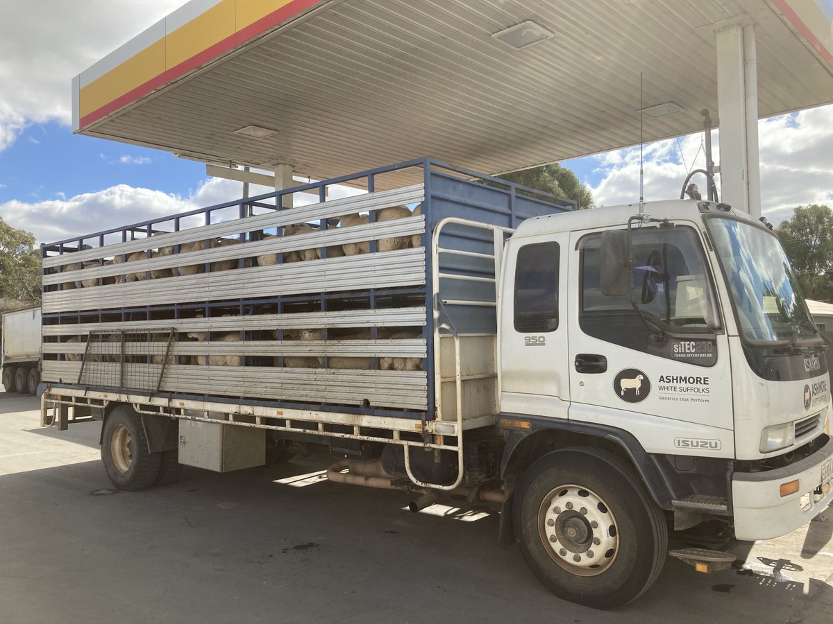 ashmorews's tweet photo. We value going that mile to gather data.
Troy had a quick 2000km round trip in the truck to deliver a load of lambs to #GundagaiMeatProcessors (GMP) this week in between sowing pasture and crops.
#AshmoreRams https://t.co/gFKBjpi4Kw