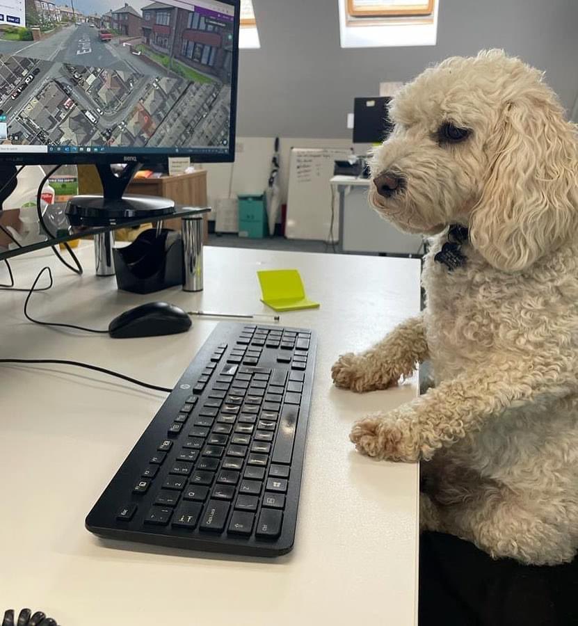 Introducing our latest employee Mabel. She put in a good shift yesterday and thoroughly deserved her afternoon siesta! 

Admittedly her telephone manner and general smell needs work, but she’s been a welcome addition to our Thursday team!
