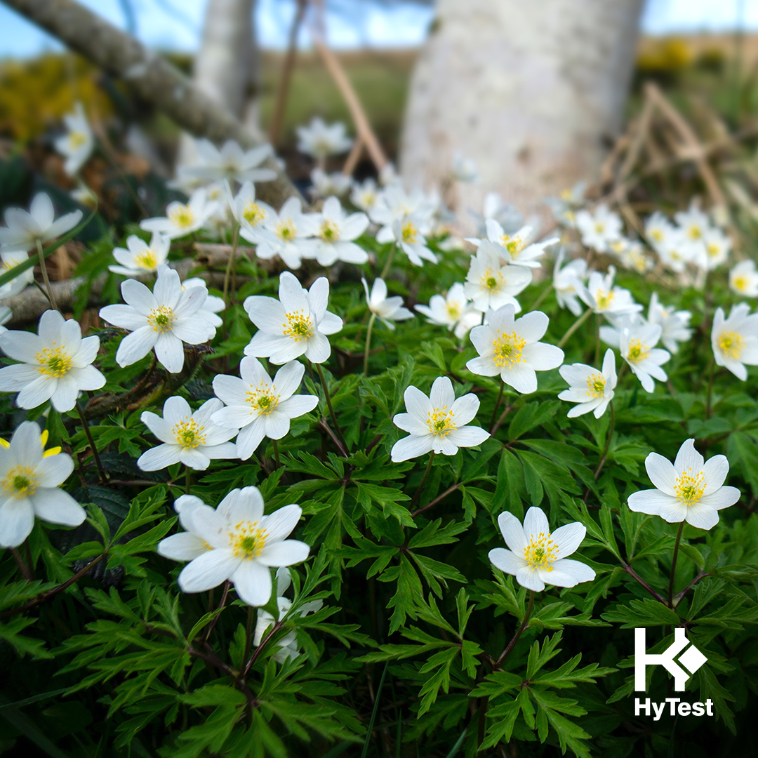 In Finland, the home of HyTest, the first Sunday in May is when we celebrate mothers.

A bouquet of wood anemones, pictured here, is a traditional gift on Mother's Day as these delicate, white flowes always bloom in early May.

#teamhytest wishes a very happy Mother's Day! 🌼 https://t.co/94qe7nZ2rX