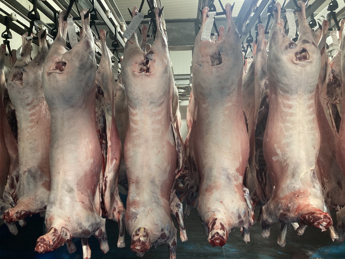ashmorews's tweet photo. The processing of our 130 fully recorded, pedigreed cull ewe lambs will generate data for IMF%, lean meat yield &amp; dressing % across 15 sires. GMP really are setting the benchmark with their innovative grid rewarding producers who get genetics + nutrition right. https://t.co/kYgvJhrX2M