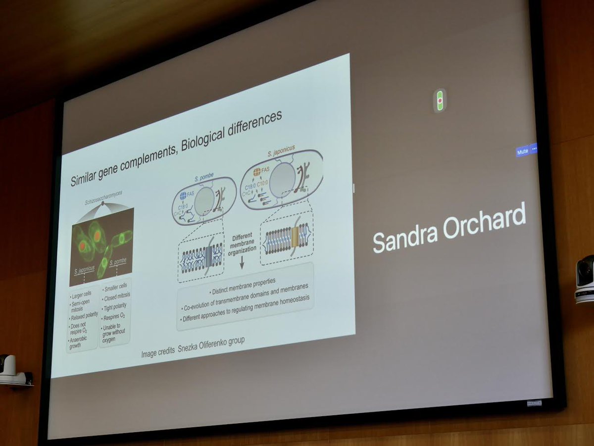 biocurator's tweet image. “Community Curation Session Il” chaired by Arzu Ozturk Colak (aaaaarzuuuu) featuring two presentations about
➡️ @Bicikl_H2020 by Joana Pauperio
➡️ @japonicusdb by @ValWood5
#ukbiocuration2022