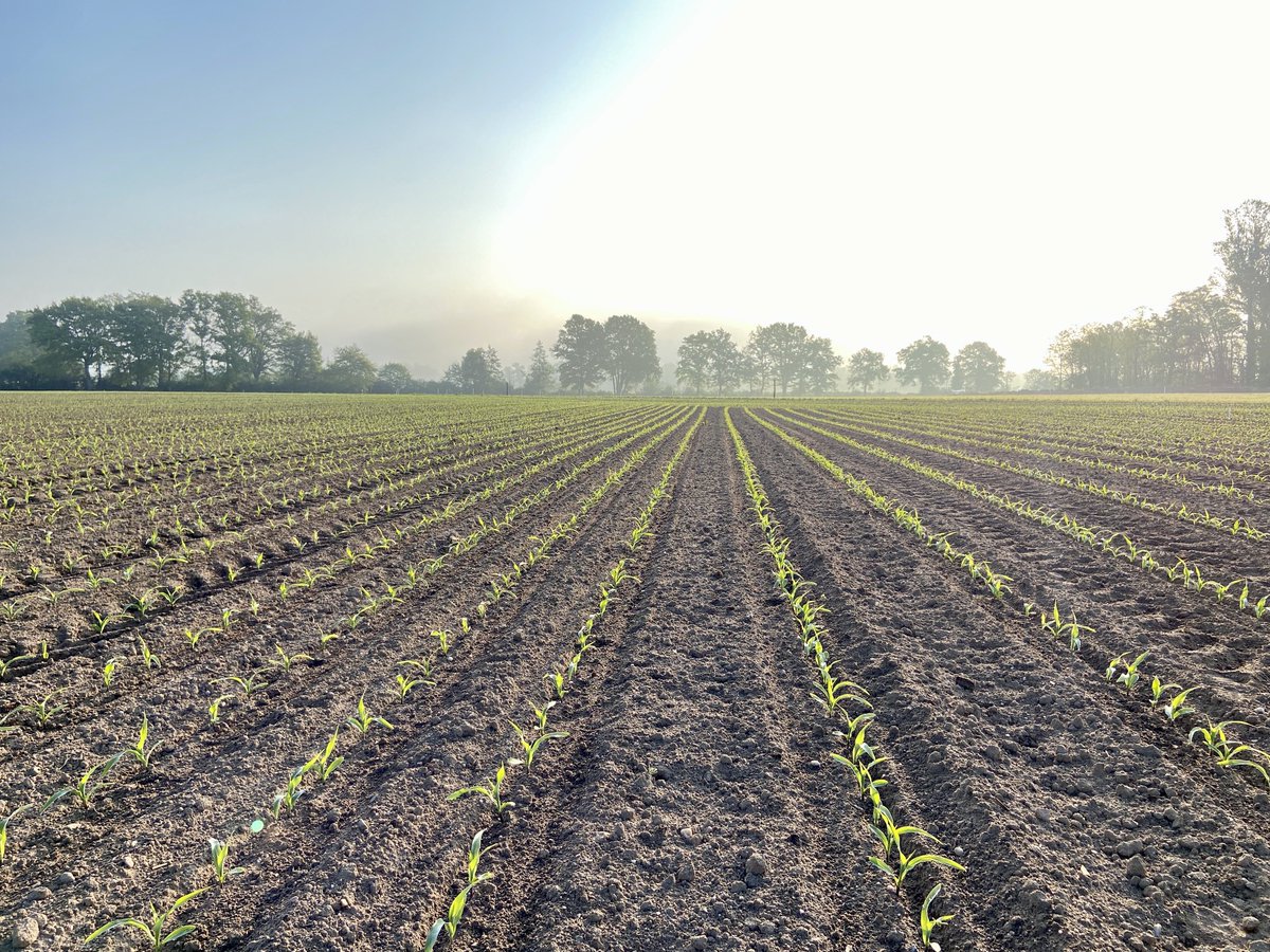 RMacbowie's tweet photo. Belle levée de la plateforme densité écartement avec @DEKALB_FR et @HORSCH_France
40cm vs 80cm à différente densités pour voir la réponse chaques hybrides aux écartement étroits. A suivre …
#corn #horsch #dekalb https://t.co/b5PnhOpT3T