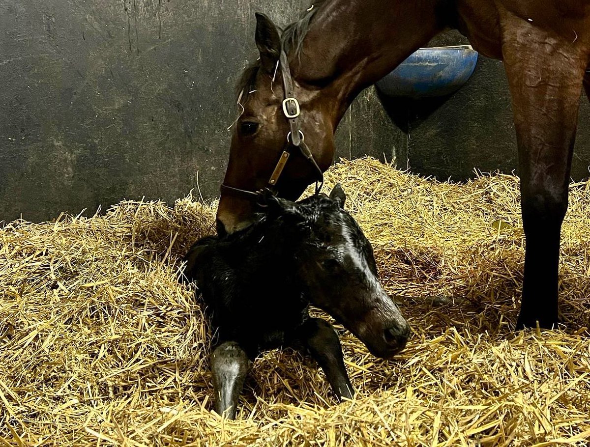 HarasOmbreville's tweet photo. 🌷𝗚𝗜𝗥𝗟, 𝗬𝗢𝗨𝗥 𝗔𝗥𝗘 𝗕𝗘𝗔𝗨𝗧𝗜𝗙𝗨𝗟🌷

🎀 Welcome to baby 𝟯𝟮 : a lovely filly by @sumbe_fr 𝘿𝙀 𝙏𝙍𝙀𝙑𝙄𝙇𝙇𝙀 out of a mare by RIP VAN WINKLE 🎀

😌 𝙣𝙤𝙩 𝙘𝙤𝙫𝙚𝙧𝙚𝙙 𝙩𝙝𝙞𝙨 𝙮𝙚𝙖𝙧 😌

@FoalPhotos 
@Jour_de_Galop 
@bloodstocknews 
@rpbloodstock 
@SaracenTB https://t.co/GeDI42Htdt