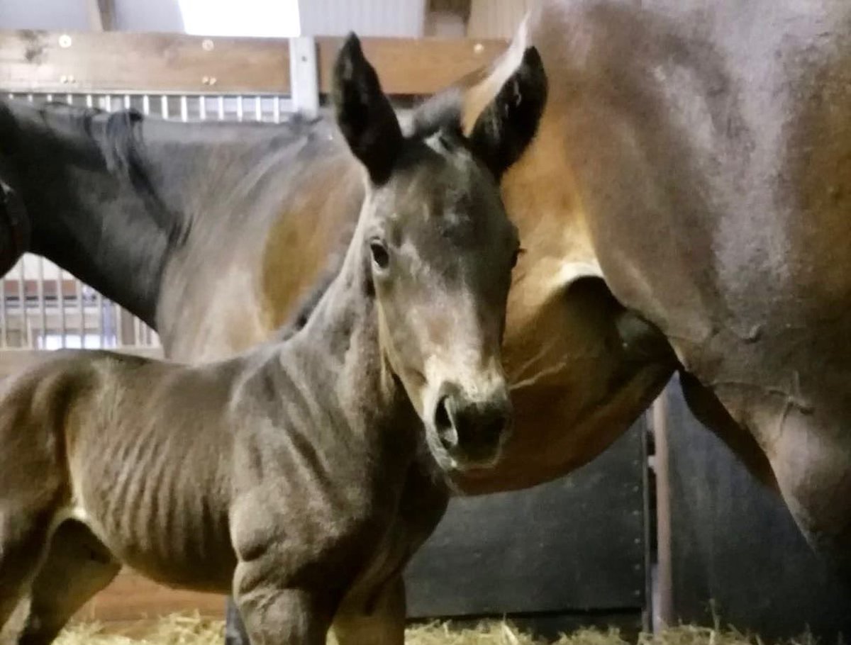 HarasOmbreville's tweet photo. 🌷𝗚𝗜𝗥𝗟, 𝗬𝗢𝗨𝗥 𝗔𝗥𝗘 𝗕𝗘𝗔𝗨𝗧𝗜𝗙𝗨𝗟🌷

🎀 Welcome to baby 𝟯𝟮 : a lovely filly by @sumbe_fr 𝘿𝙀 𝙏𝙍𝙀𝙑𝙄𝙇𝙇𝙀 out of a mare by RIP VAN WINKLE 🎀

😌 𝙣𝙤𝙩 𝙘𝙤𝙫𝙚𝙧𝙚𝙙 𝙩𝙝𝙞𝙨 𝙮𝙚𝙖𝙧 😌

@FoalPhotos 
@Jour_de_Galop 
@bloodstocknews 
@rpbloodstock 
@SaracenTB https://t.co/GeDI42Htdt