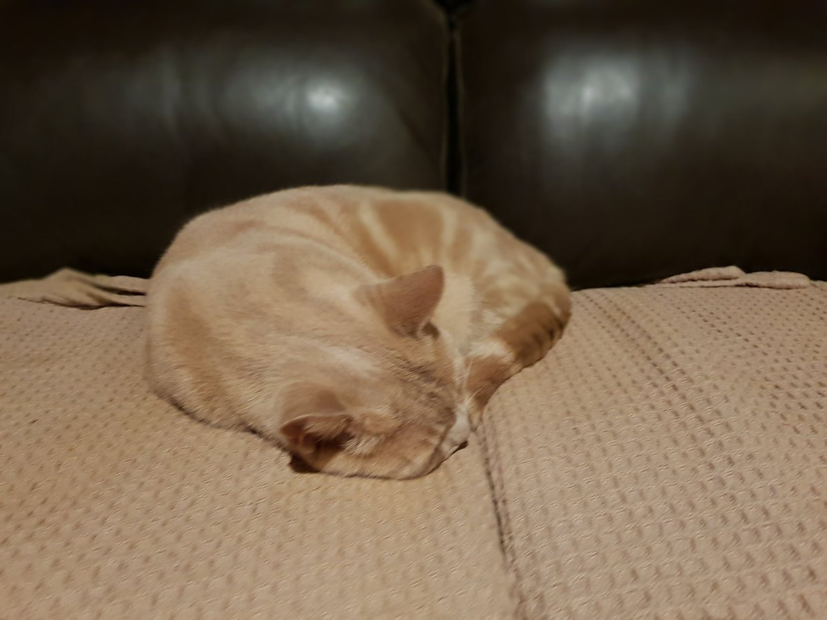 Apparently,  a very noisy aeroplane just came to scatter mouse bait in the paddock to help stop the canola being eaten as it "germinates". I was otherwise occupied so didn't see anything  💤💤💤