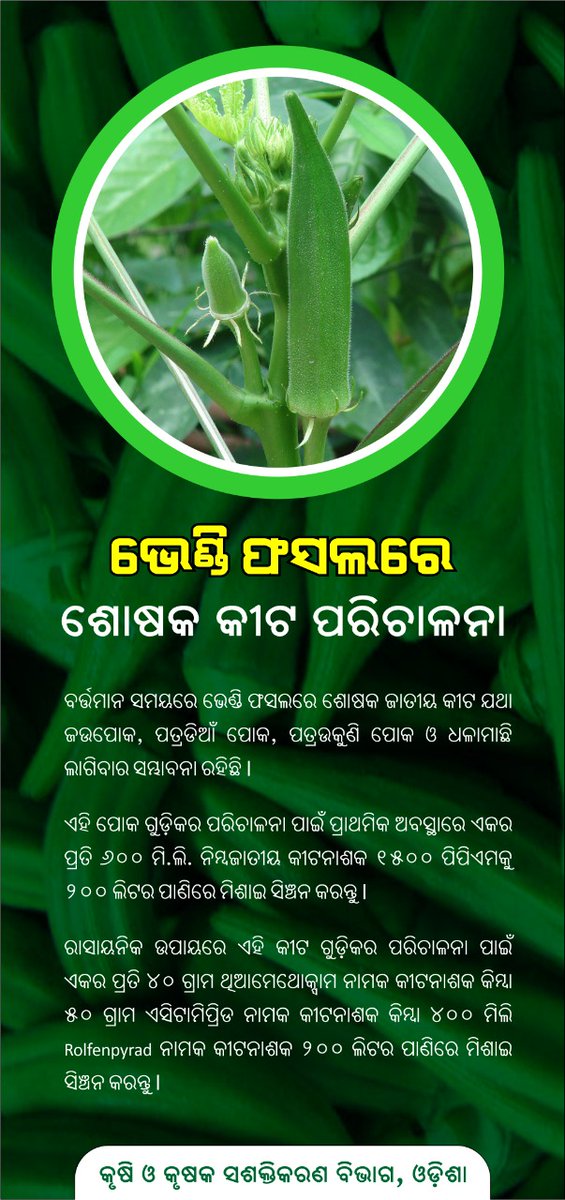 krushibibhag's tweet photo. #ଭେଣ୍ଡି ଫସଲରେ #ଶୋଷକ ଜାତୀୟ କୀଟ ଲାଗିବାର ସମ୍ଭାବନା ଅଛି |ଏହି ପୋକଗୁଡିକର ପରିଚାଳନା ପାଇଁ #ଜୈବିକ_କୃଷି ପ୍ରଣାଳୀ ଆପଣେଇ #କୃଷକମାନେ ଲାଭବାନ ହୋଇପାରିବେ  | @OdishaSecretary @Horticultureod1 @soilcons_odisha https://t.co/XF3cDsH6cO