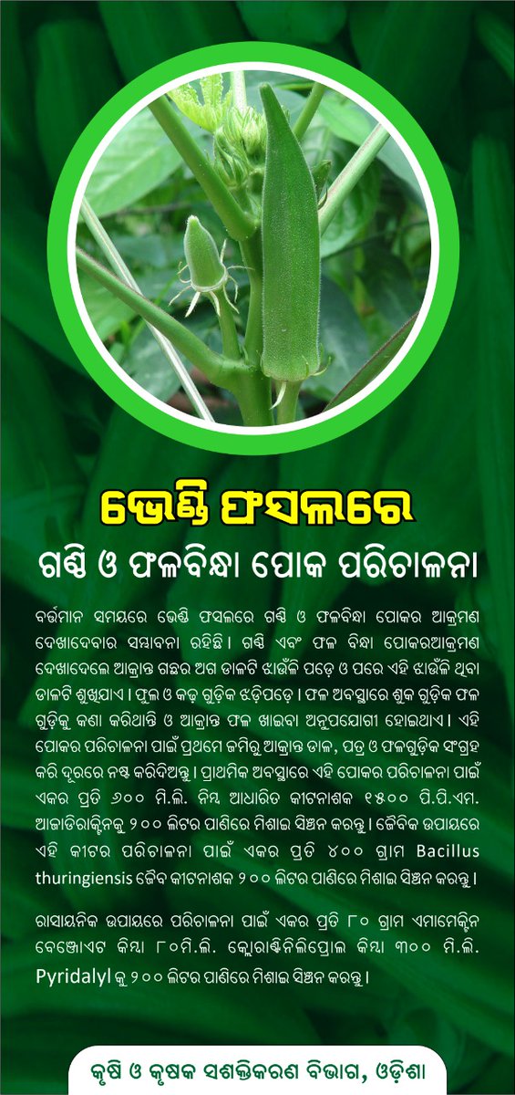 krushibibhag's tweet photo. #ଭେଣ୍ଡି ଫସଲରେ #ଶୋଷକ ଜାତୀୟ କୀଟ ଲାଗିବାର ସମ୍ଭାବନା ଅଛି |ଏହି ପୋକଗୁଡିକର ପରିଚାଳନା ପାଇଁ #ଜୈବିକ_କୃଷି ପ୍ରଣାଳୀ ଆପଣେଇ #କୃଷକମାନେ ଲାଭବାନ ହୋଇପାରିବେ  | @OdishaSecretary @Horticultureod1 @soilcons_odisha https://t.co/XF3cDsH6cO