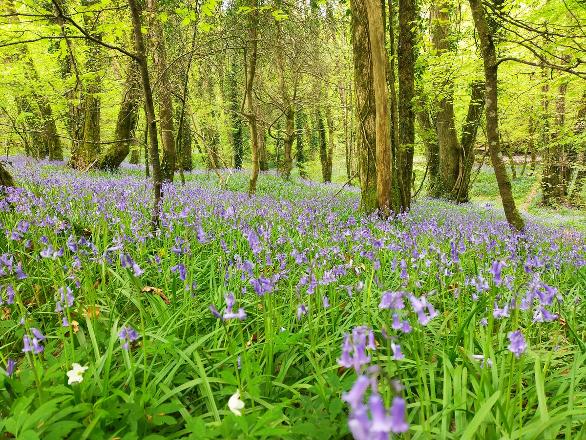 JanTrathen's tweet photo. Morning stroll #cameltrail #dunmere #Kernow #lovecornwall
#Wellbeing https://t.co/hzA0UGQzcI