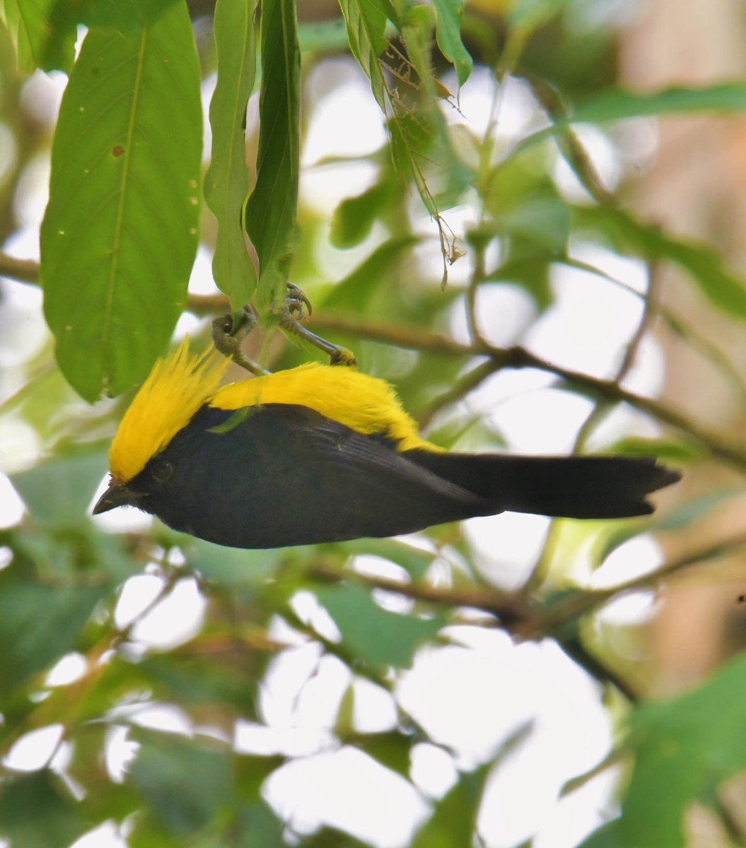 HetaliKaria's tweet photo. @claudiorossi11 The sultan tit (Melanochlora sultanea) #Natgeoindia #natgeobirds #bbcbirds #nikond500 https://t.co/TzbqIVXBf8