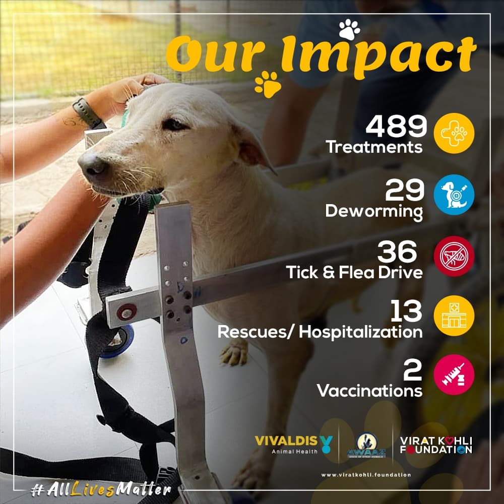 sevvafoundation's tweet photo. Our #Pawprint 🐾 for the month of April 

#VKF #VKF4Change #Vivaldis #BarkOutLoud 
#AnimalWelfare https://t.co/DPiQqkFLnd