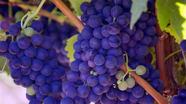 Major Health Tip! Purple grapes provide resveratrol , a polyphenol, which may slow the aging process and help fight heart disease! #nutrition #hearthealth #heartdisease #diabetes #prediabetes