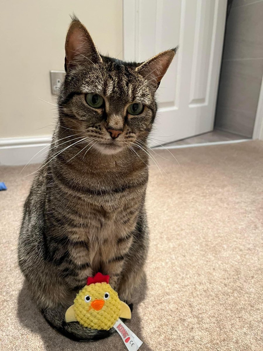 EarlyBirdRunnin's tweet photo. So far today we have had @EarlyBirdRunnin updates from #Harrogate #Netherlands &amp; #Cyprus all with photos of the crew. We did have an update from #Knaresborough too but with no run photo we have settled on a photo of Mabel the cat instead😂 🐈 Have a great weekend everyone🟣⚫️🏃🏼‍♀️🏃🏻‍♂️ https://t.co/RkU4mQKMqk