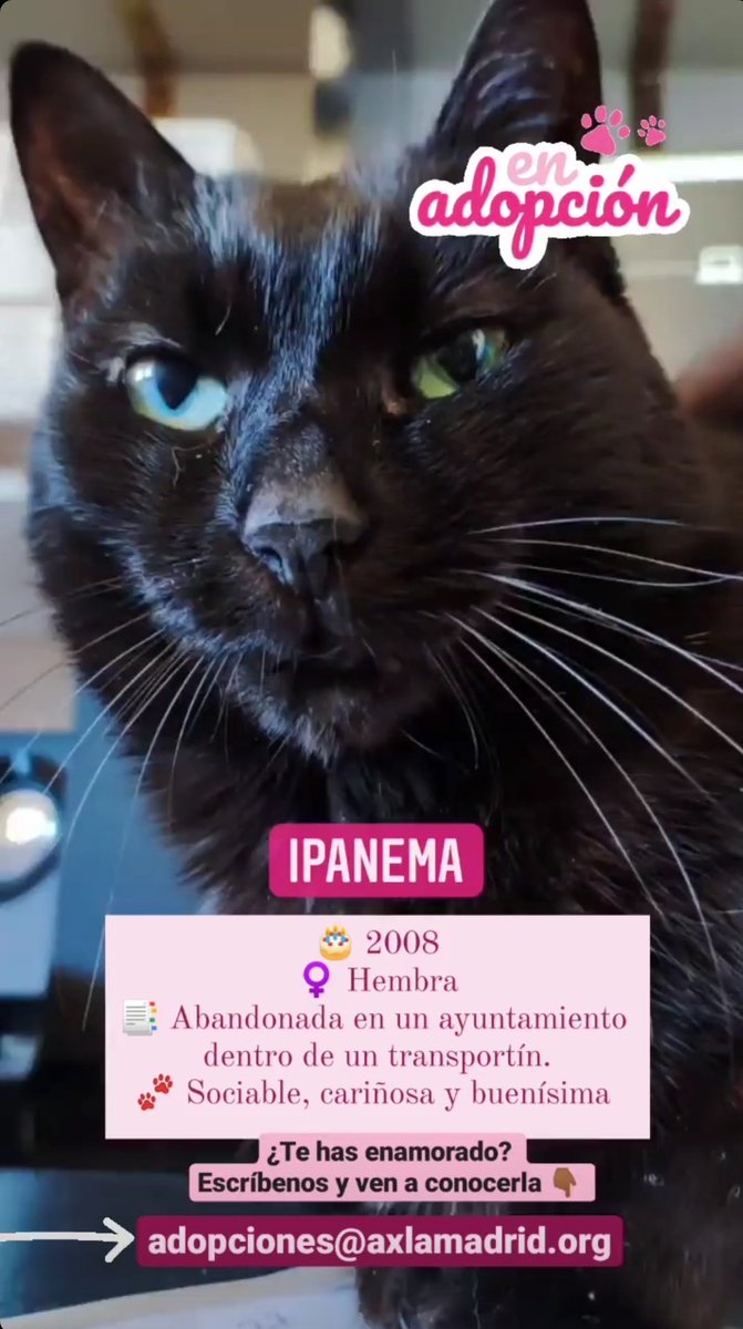 AXLAMADRID's tweet photo. Ipanema es una abuela muy marchosa, sociable y un poco sinvergüenza cuando hay comida de por medio que busca un hogar definitivo donde vivir como una reina.

✉️adopciones@axlamadrid.org https://t.co/AWdjFJoeHV
