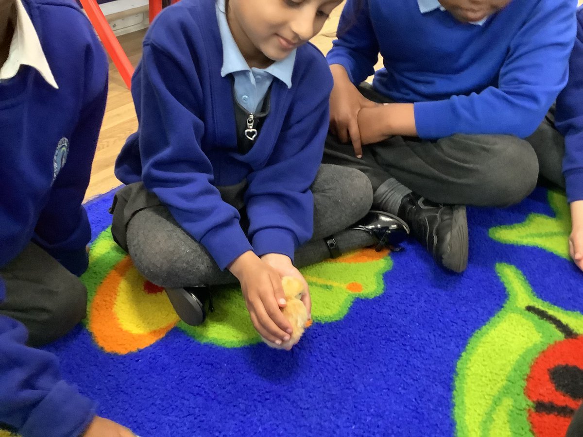 StMarysCF11Rec's tweet photo. We held the chicks. They are very soft. https://t.co/RRUa6bIPRy