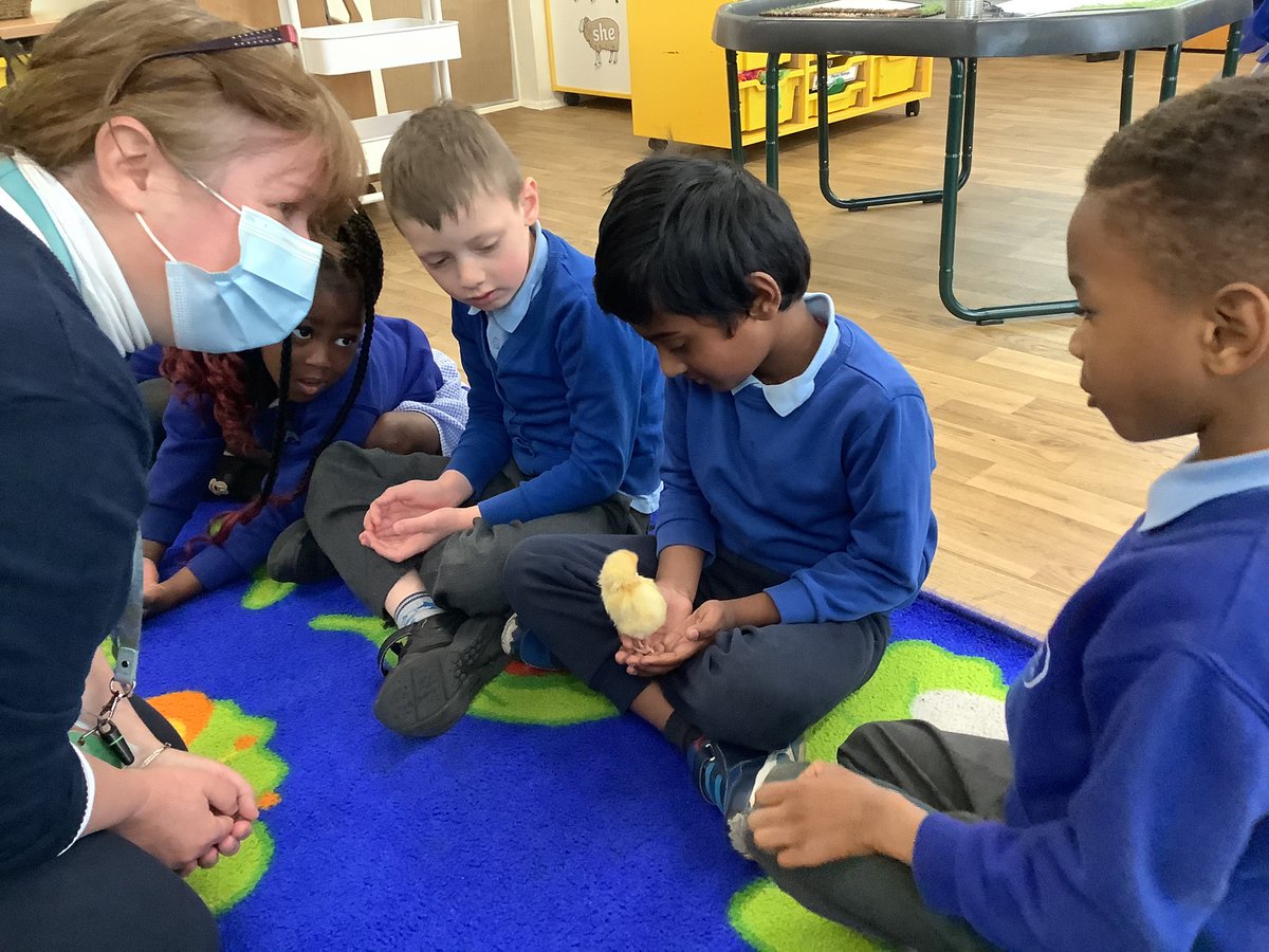 StMarysCF11Rec's tweet photo. We held the chicks. They are very soft. https://t.co/RRUa6bIPRy