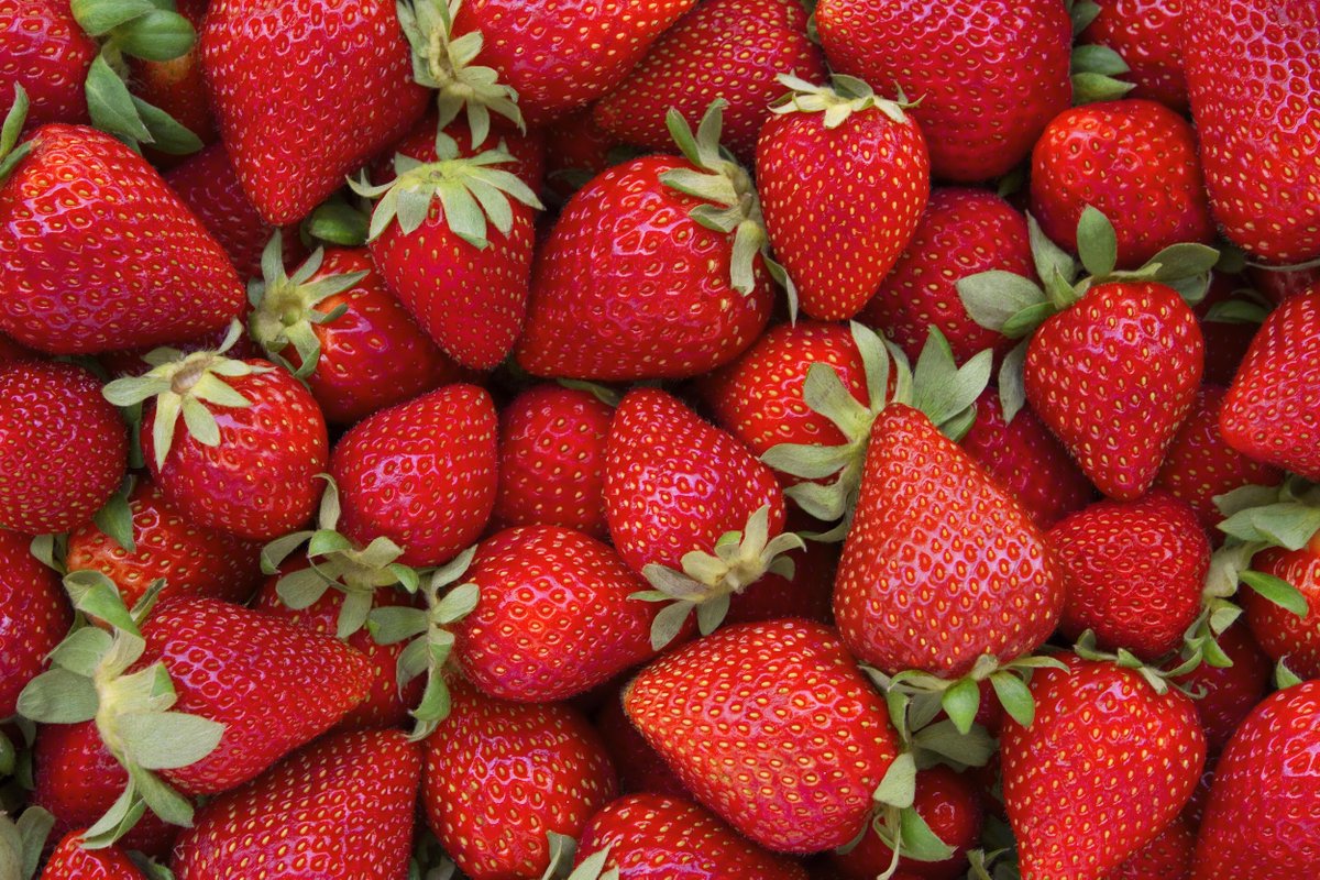 BZL_aktuell's tweet photo. Deutsche #Erdbeeren 🍓🇩🇪 gibt es von April bis Oktober. Der #Pro-Kopf-Verbrauch lag 2020/21 in Deutschland bei rund 3,7 kg.
Dabei wird der #Verzehr aus dem eigenen Garten nicht mitgerechnet. Hier ist die Erdbeere nämlich nach dem Apfel 🍎 die zweitwichtigste Obstart. https://t.co/WDSByM1VD3