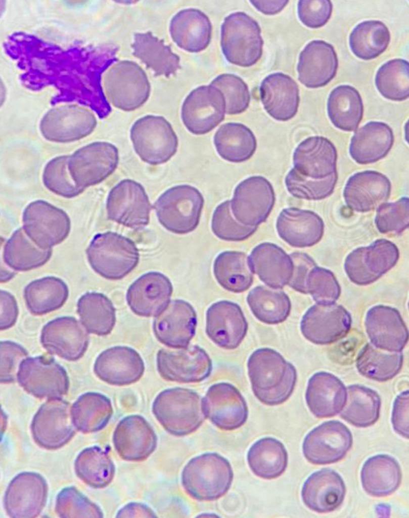 Daniel García tweet media