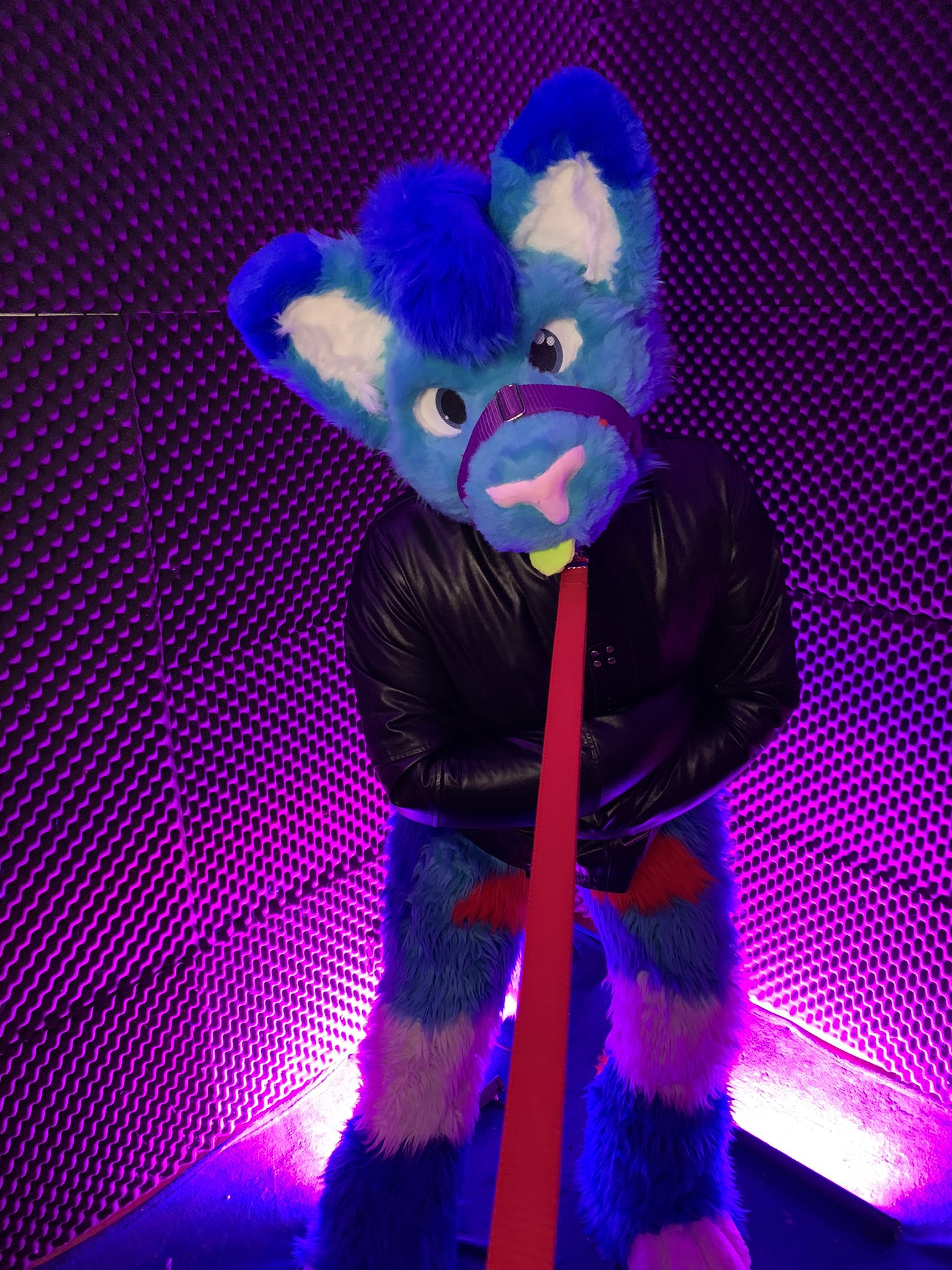 Hey! that mean UwU Plz let me out, I‘am a good cat! Happy #FursuitFriday 😏 Pic: @BadWhiteWolf21 https://t.co/LoPojd3HPH