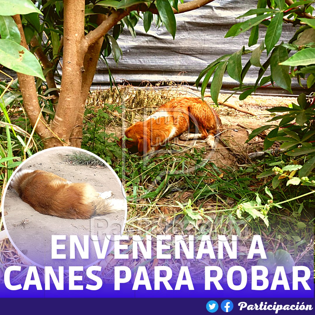 grados_flor's tweet photo. #santamaria 
SUJETOS ENVENAN 10 CANES, VECINOS TEMEN QUE AHORA LLEGUEN ROBAR

https://t.co/kPaXqTgi7V https://t.co/ZXGsyEs3gl