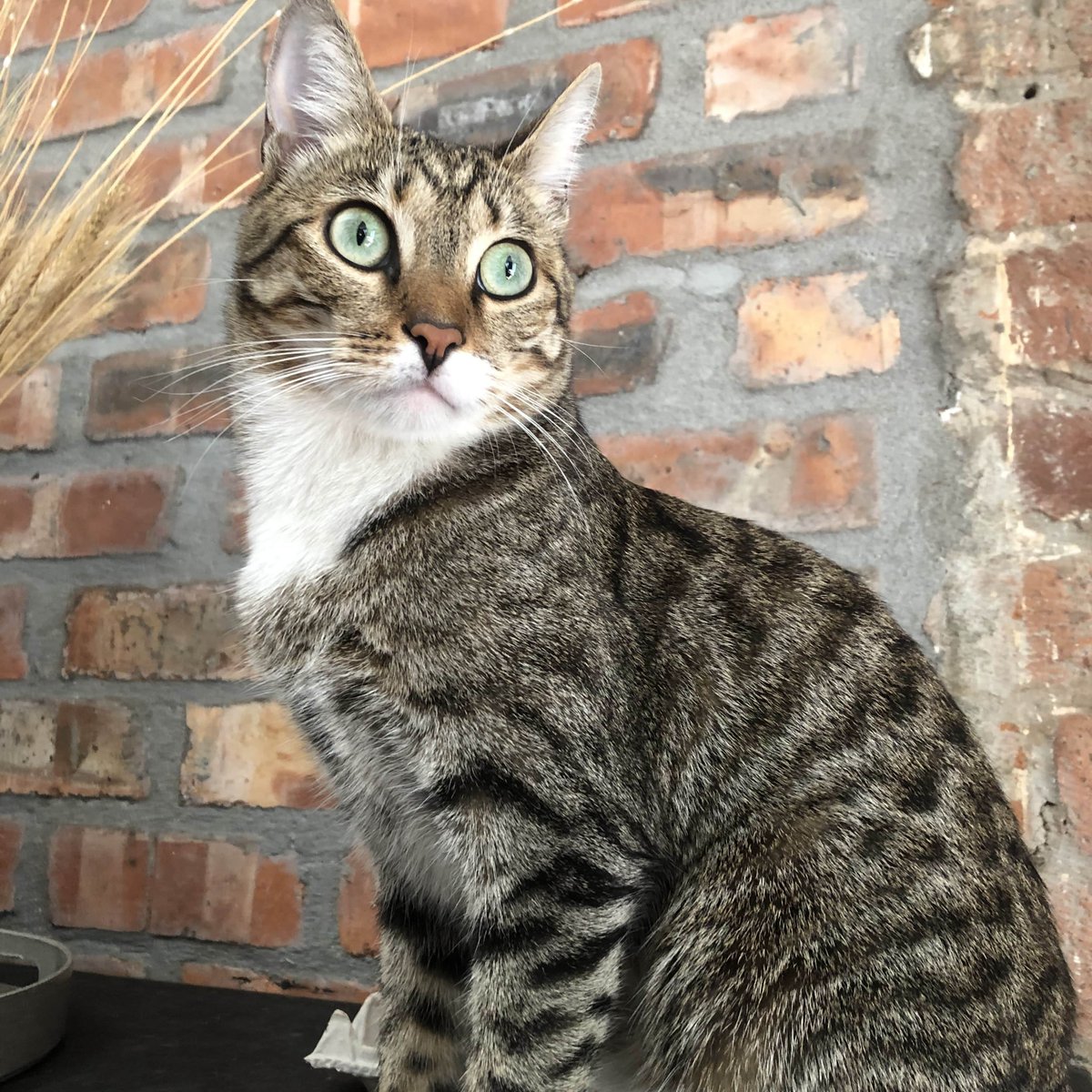 kat_kult's tweet photo. Hank sending #happyfriday love from a rainy Cape Town #CatsOfTwitter #catsofcapetown #hankypanky https://t.co/I9inopNusm