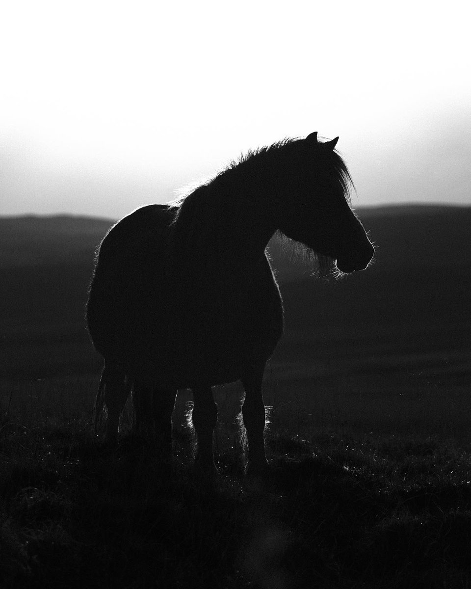 withgar2's tweet photo. I almost forgot that I have a twitter. #hello everyone ✌🏻#pony #photography #wales #blackandwhitephotography https://t.co/TXtA09X4bf