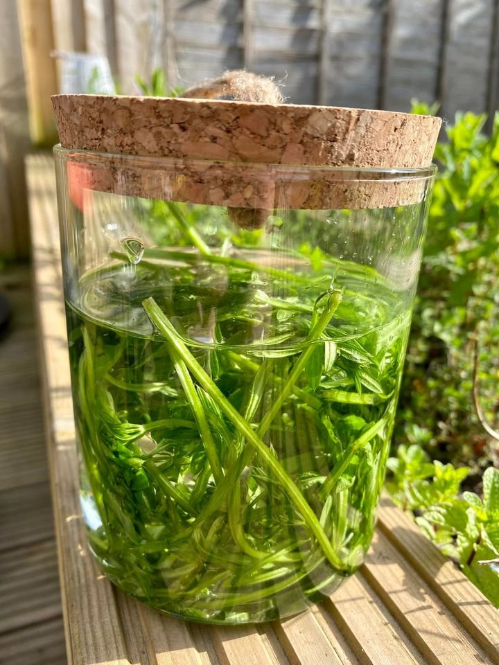 speakingfr33ly's tweet photo. FForaging for Stickyweed today!!๐ฟ๐ฟ
Stickyweed in shortโฆ.๐
Cleanser for the kidneys and lymphatic system, also refreshing and energising ๐
Now added to water and in the fridge to infuse overnight!!
#foraging #stickyweed
#energising #refreshing #nature #nurture ๐ฟโ๏ธ๐ https://t.co/MU1dHSh9Do