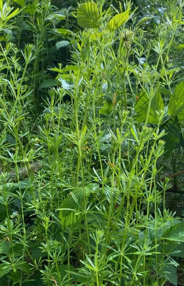 speakingfr33ly's tweet photo. FForaging for Stickyweed today!!๐ฟ๐ฟ
Stickyweed in shortโฆ.๐
Cleanser for the kidneys and lymphatic system, also refreshing and energising ๐
Now added to water and in the fridge to infuse overnight!!
#foraging #stickyweed
#energising #refreshing #nature #nurture ๐ฟโ๏ธ๐ https://t.co/MU1dHSh9Do