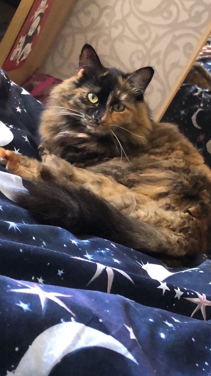 BekahHunt99's tweet photo. A criminal in my bed https://t.co/8x3OX3KBxp