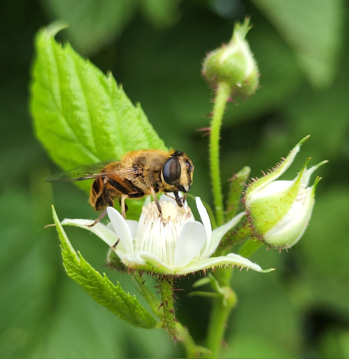 Back in the field with one of my favourites - Eristalis tenax foraging on raspberry.