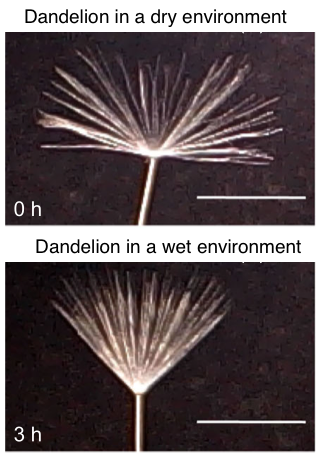 Our new paper on the dandelion has been published today in Nature Comm: edin.ac/3vPxE1D The paper reveals how the dandelion modifies its shape to land in wet instead of dry areas, by closing its parachute-like pappus. @nakayama_naomi @MaddySeale @ERC_Research