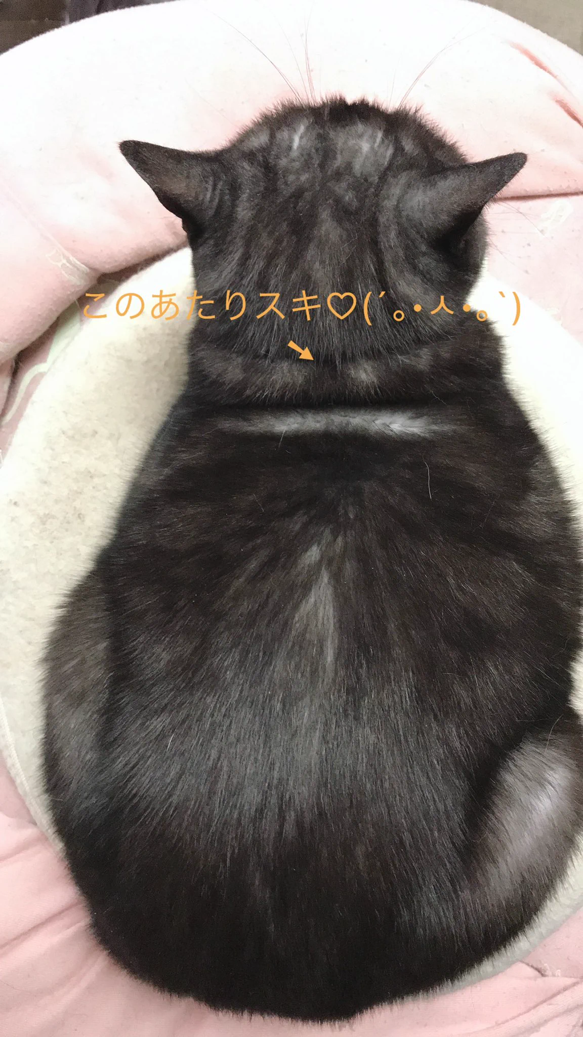 @kyuryuZ 二重アゴならぬ二重首??のところイイですよねっ(*>ω<)b
キュルガちゃんのムッチムチ感が大好きです♥ 