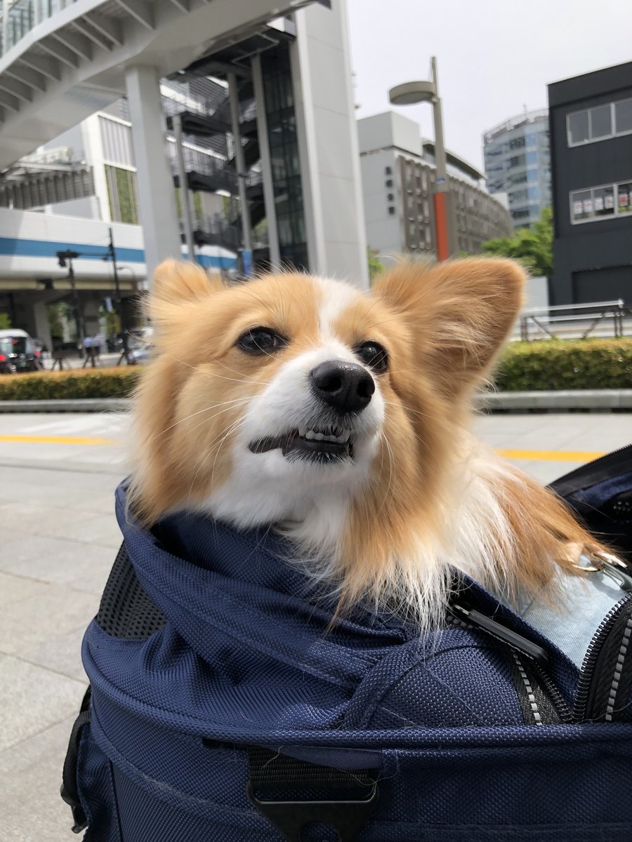 ミックス犬が安い理由は 病気のリスクや健康面が良くないの ワンコと一緒にハッピーライフ