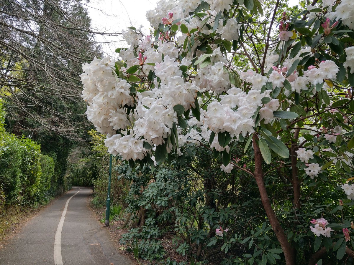 ShelleyHass's tweet photo. Spring in Bournemouth. #roadtrip2 #Dorset #BourneRiver https://t.co/AK43WaoIJM