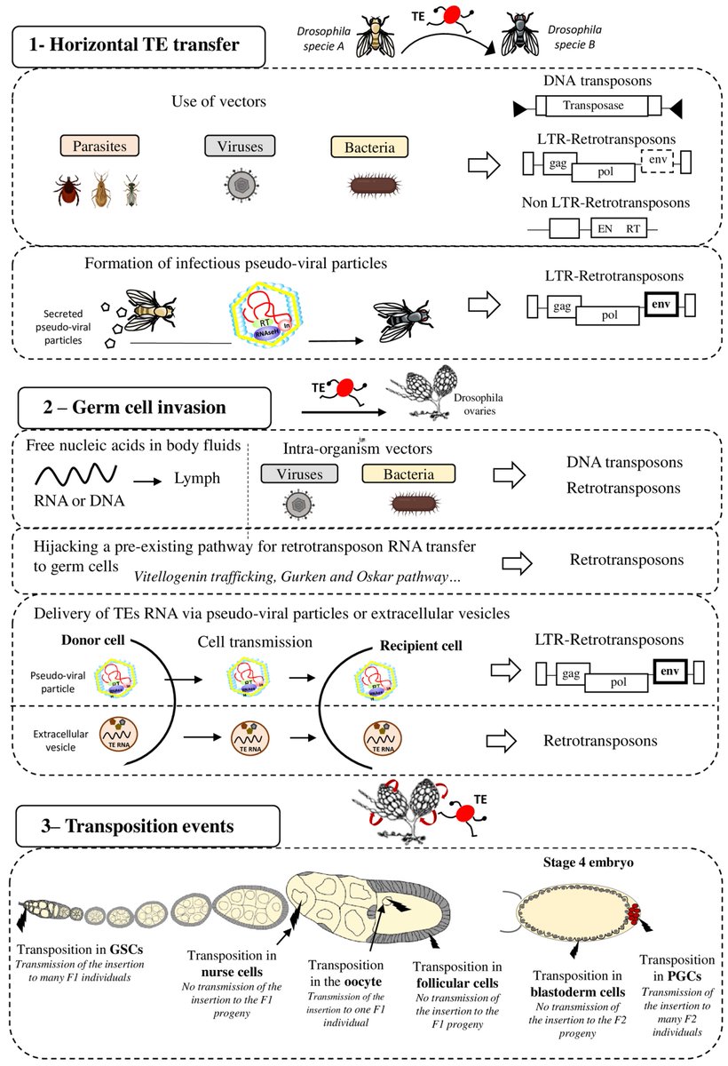 Biology_MDPI's tweet photo. The Intricate Evolutionary Balance between Transposable Elements and Their Host: Who Will Kick at Goal and Convert the Next Try? https://t.co/HAeESg3g7w #mdpibiology via @Biology_MDPI @UCAuvergne 

transposable elements; endogenous retroviruses; horizontal transfer; piRNA https://t.co/8w8nT9kL7Q