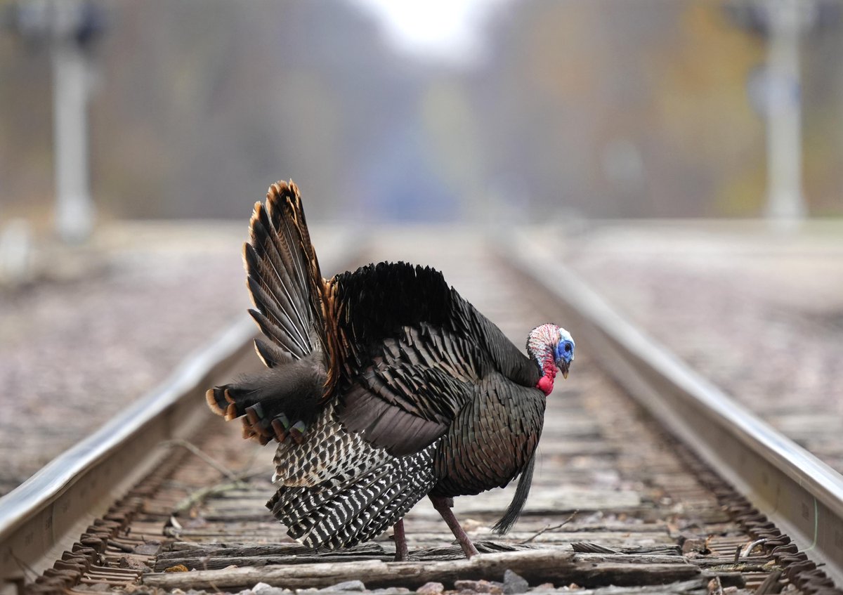 GM! The things you see when taking your kid to school.