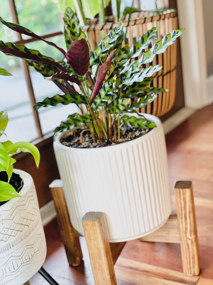 FLPlantEmporium's tweet image. Plants are LIFE! 🌿🌱💚💚🐍#plants #houseplants #plantsoftwitter #plantlover #plantlife #planttwitter