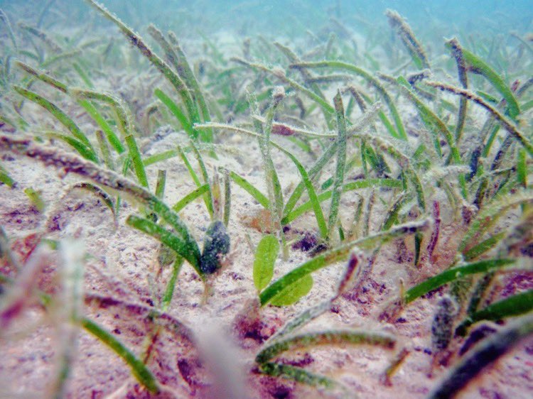 ProjectSeagrass's tweet photo. #DYK seagrasses are marine plants believed to have evolved ~140mya from a terrestrial flowering plant 🌼.
Genetic studies imply at least 3 return-to-sea events from this ancestor to form >70 species. Their similar environments lead to similar traits evolving independently 🌱. https://t.co/OP48iSLjfT