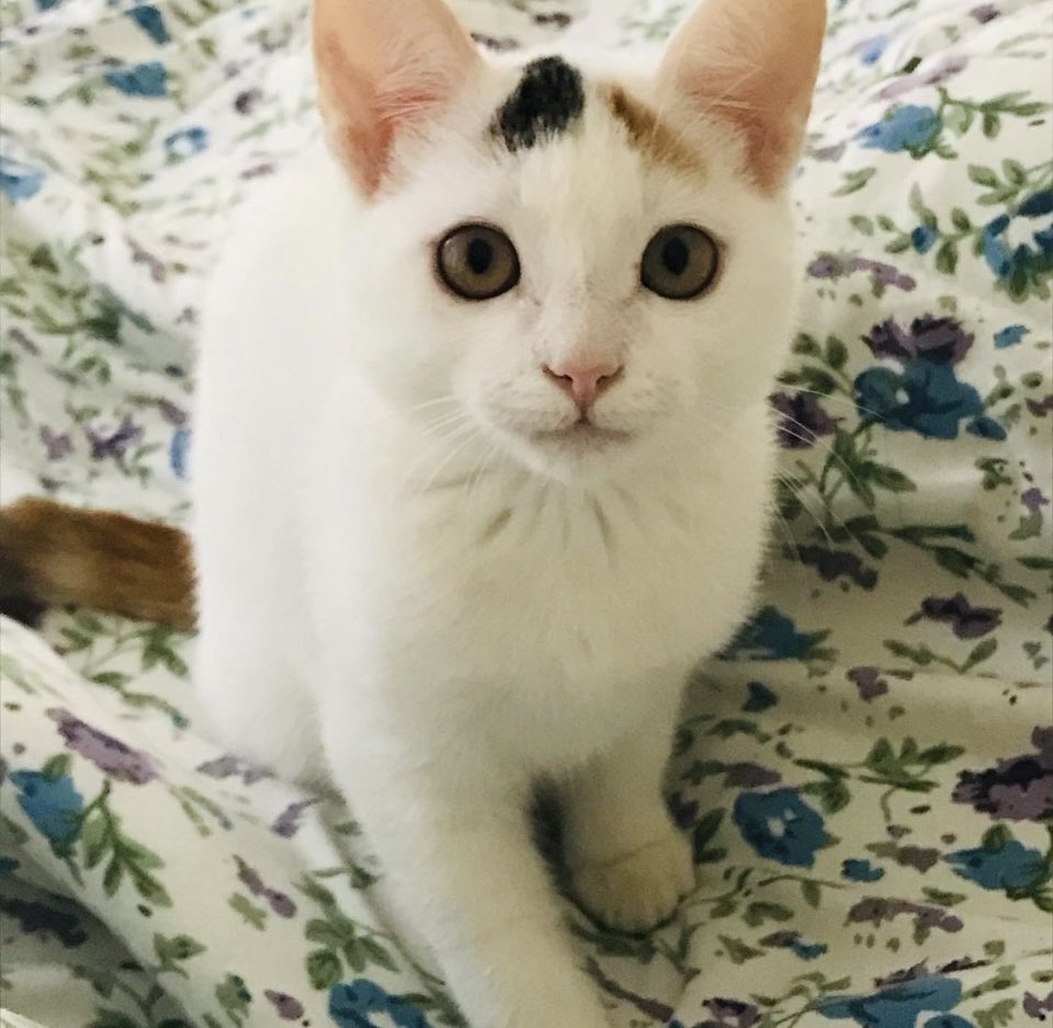 IrlennOP's tweet photo. Extraviada gatita calle B6 de La Lagunita. Sus dueñas (dos niñas) están desconsoladas. 
Su nombre es Campanita. #ElHatillo 🙏🏻 https://t.co/gSMRuNGUQP