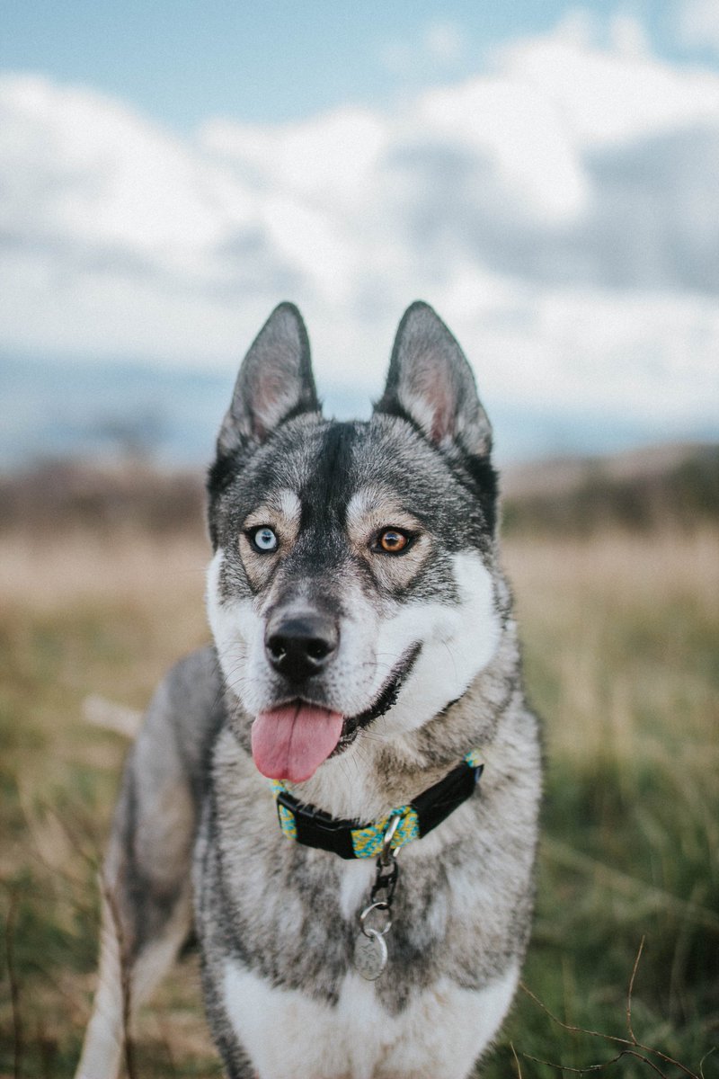 GM ☀️ Happy friday! Hope yall have a great weekend. 

#twitterdogcommunity #DogTwitter #husky