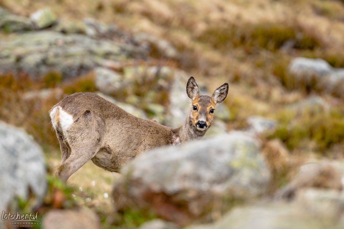 Die Fauna wuselt fleissig über die Hänge des Lötschentals; wer etwas Zeit und Geduld mitbringt, kann Steinböcke, Murmeltiere, Rehe und Gämse beobachten 😃

Wir wünschen ein wunderbares Wochenende ☀️🏔
#welcometothemagicvalley  #lötschental