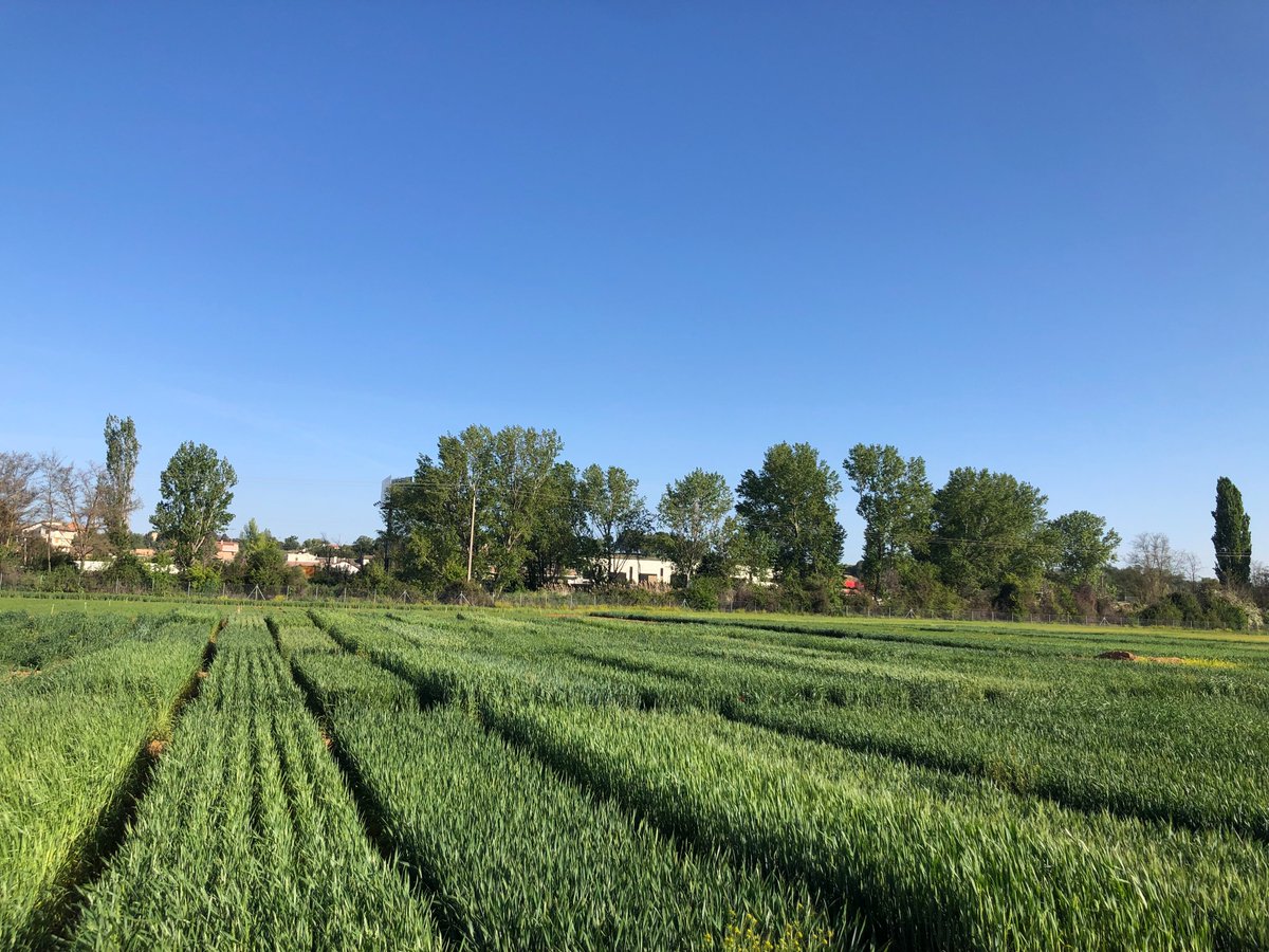 ECOTRIGO's tweet photo. Espectacular😍el ensayo de trigo ecológico de la finca Zamadueñas, las diferencias entre variedades se van mostrando, tomando espigados 🗒️ @ITACYL #trigo #ecologico #wheat #organic https://t.co/cj6KZYduBE
