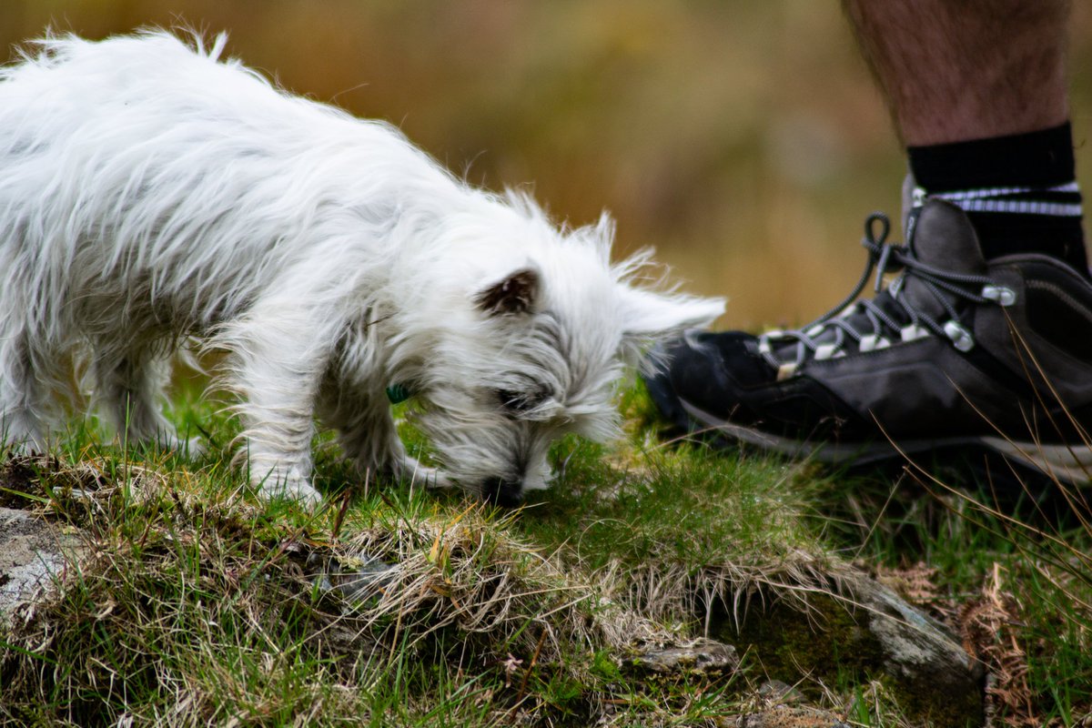 CharlieTravel27's tweet photo. Hi 🐾
Last Sunday I had the first long walk since arriving at my new home in Scotland 🏴󠁧󠁢󠁳󠁣󠁴󠁿🐾🐾🐾
#Westie #scothland #scothlandscenery #scothlandtravel #nature #garlochhead https://t.co/cU88UXddGg