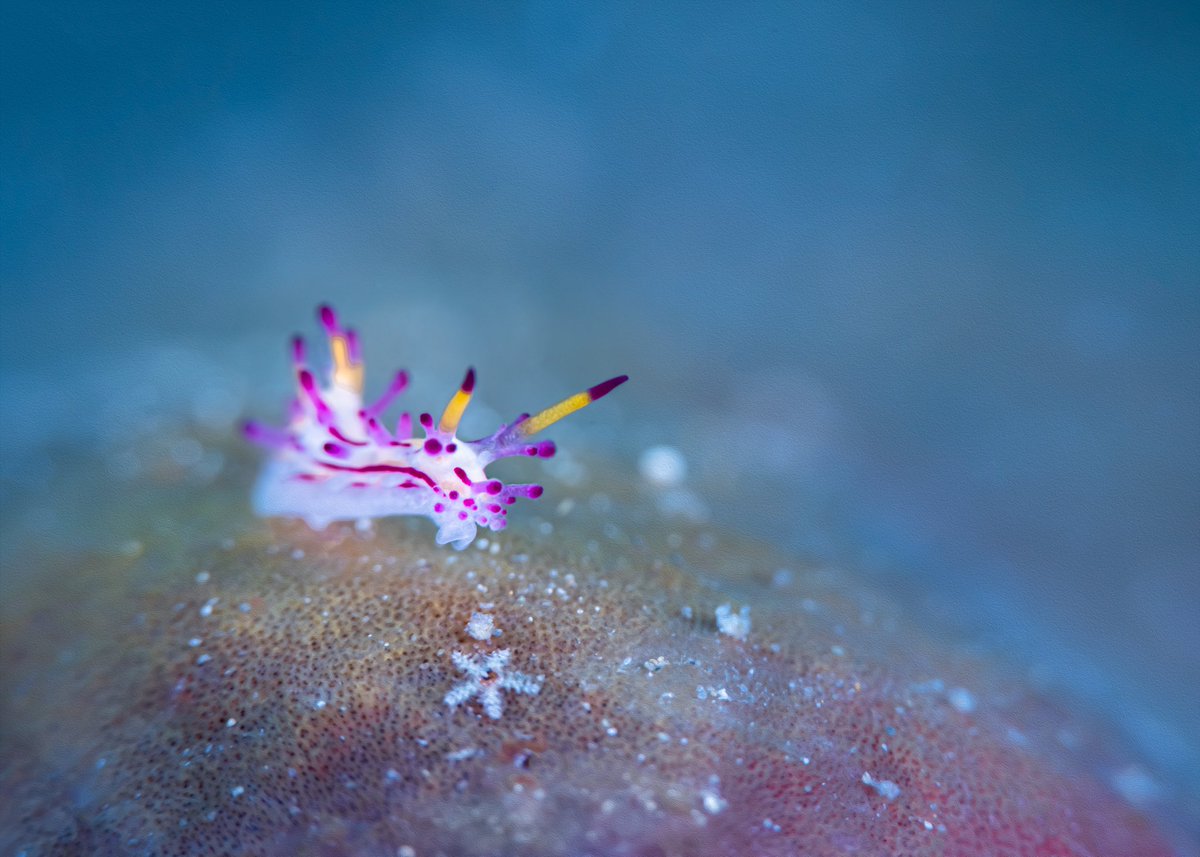 Mark Badiola tweet media