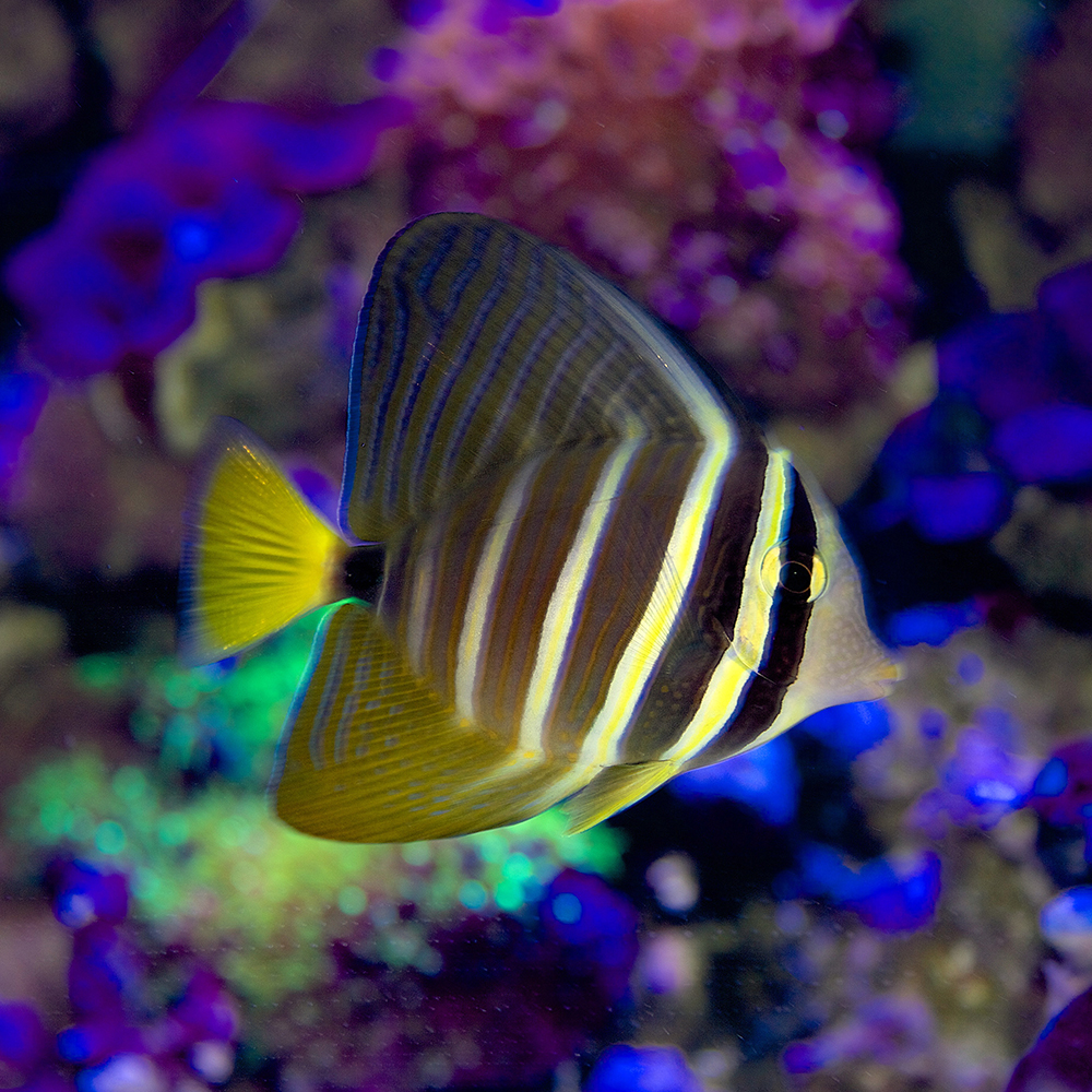 ReefChasers's tweet photo. We're restocked on all your favorite Tangs. Check out Flame Fin Tomini, Purple, Scopas, Sailfin, Convict & more at https://t.co/LuOQNFxBnt💦
#reefchasers #purpletang #tang #scopas #sailfin #tomini #flamefin #reef #reefjunkie #reefaddict https://t.co/kGOhocrzVw